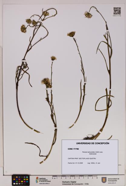 Perezia lactucoides [Espécimen: UDEC:CONC:0171792]
