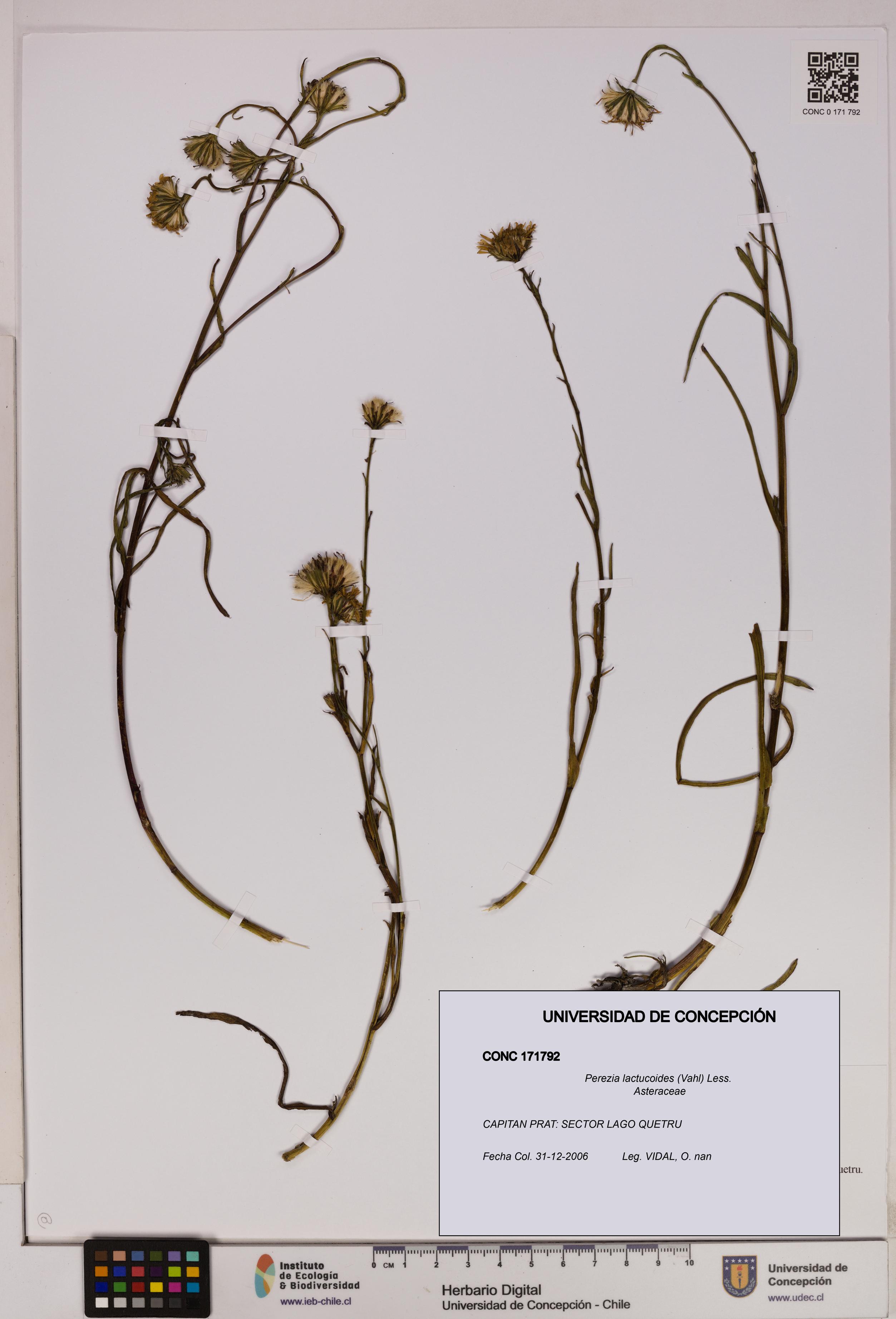 Perezia lactucoides [Espécimen: UDEC:CONC:0171792]