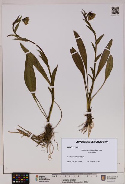 Perezia lactucoides [Espécimen: UDEC:CONC:0171795]