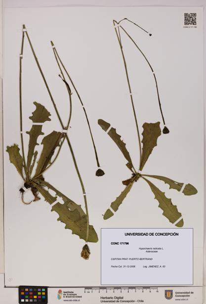 Hypochaeris radicata [Espécimen: UDEC:CONC:0171796]