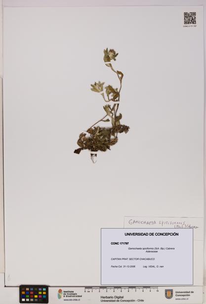 Gamochaeta spiciformis [Espécimen: UDEC:CONC:0171797]