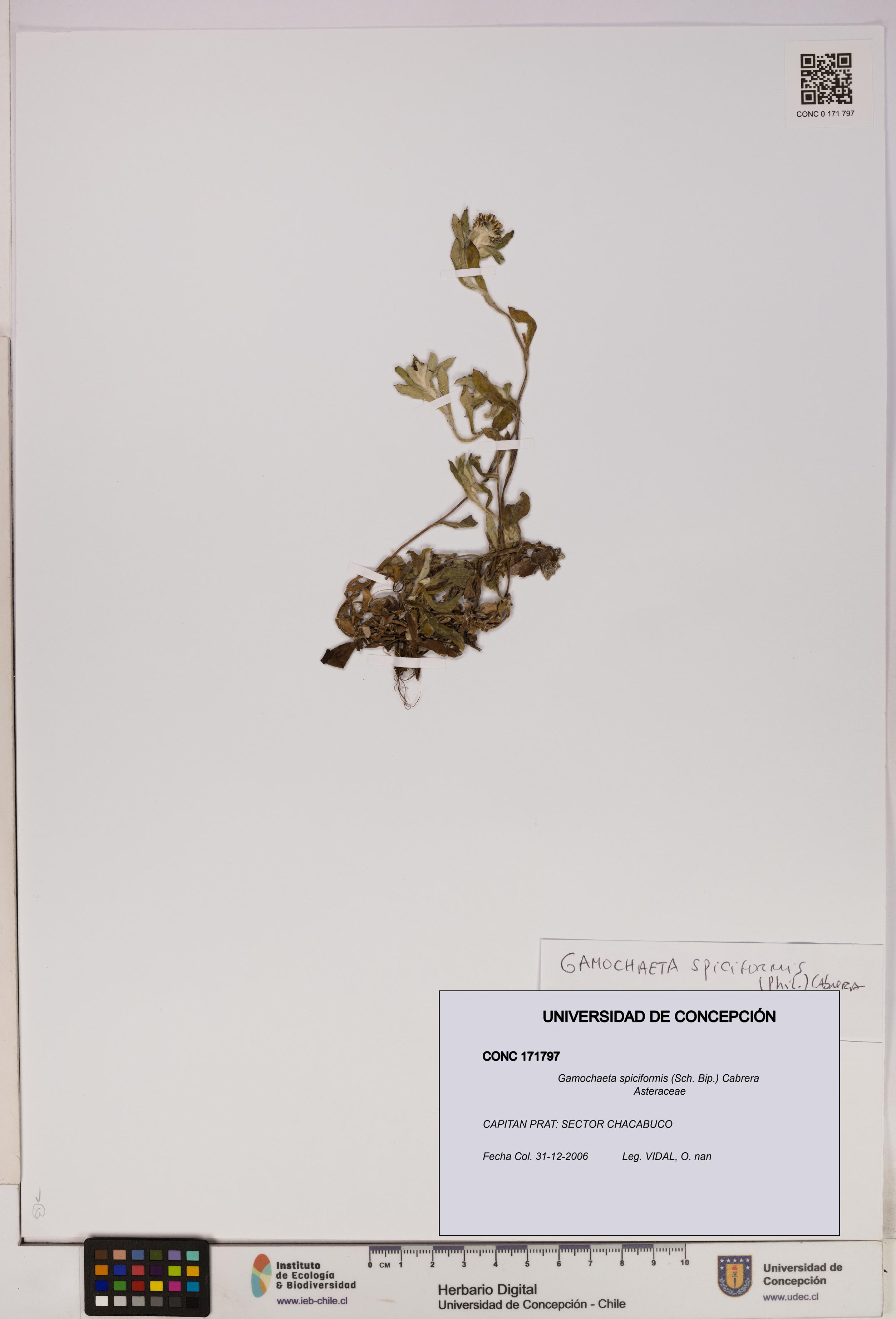 Gamochaeta spiciformis [Espécimen: UDEC:CONC:0171797]