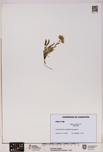 Erigeron andicola [Espécimen: UDEC:CONC:0171798]