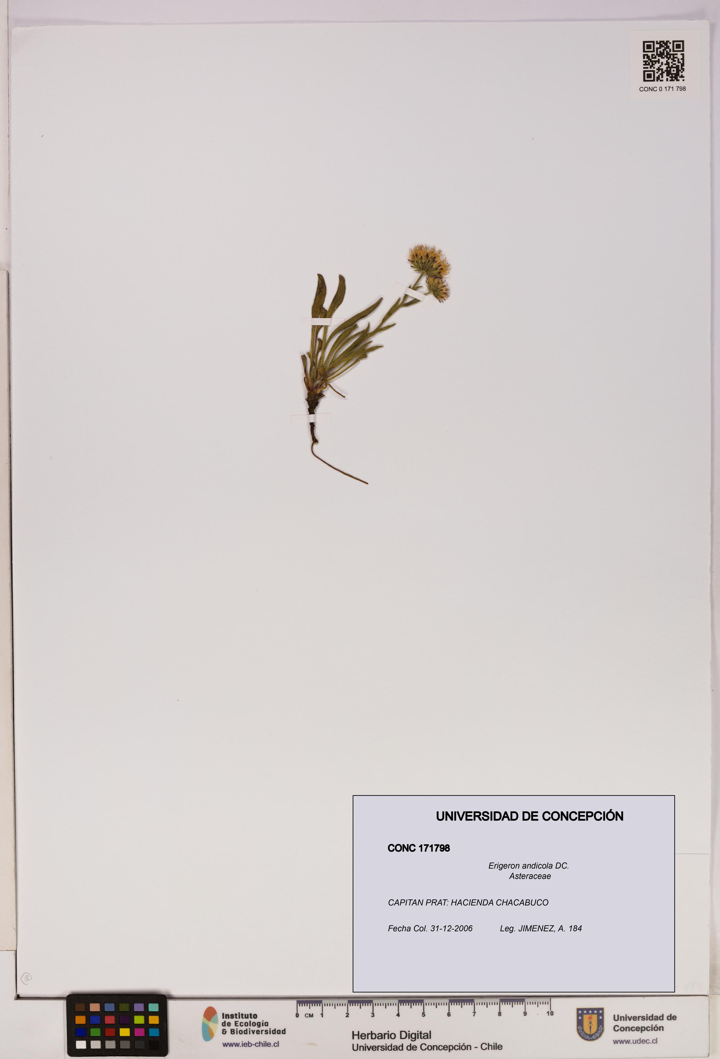 Erigeron andicola [Espécimen: UDEC:CONC:0171798]