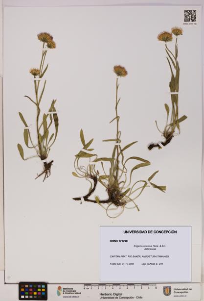 Erigeron cinereus [Espécimen: UDEC:CONC:0171799]