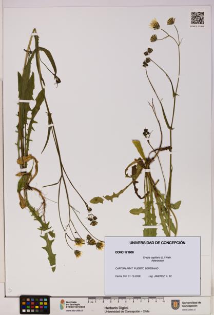 Crepis capillaris [Espécimen: UDEC:CONC:0171800]