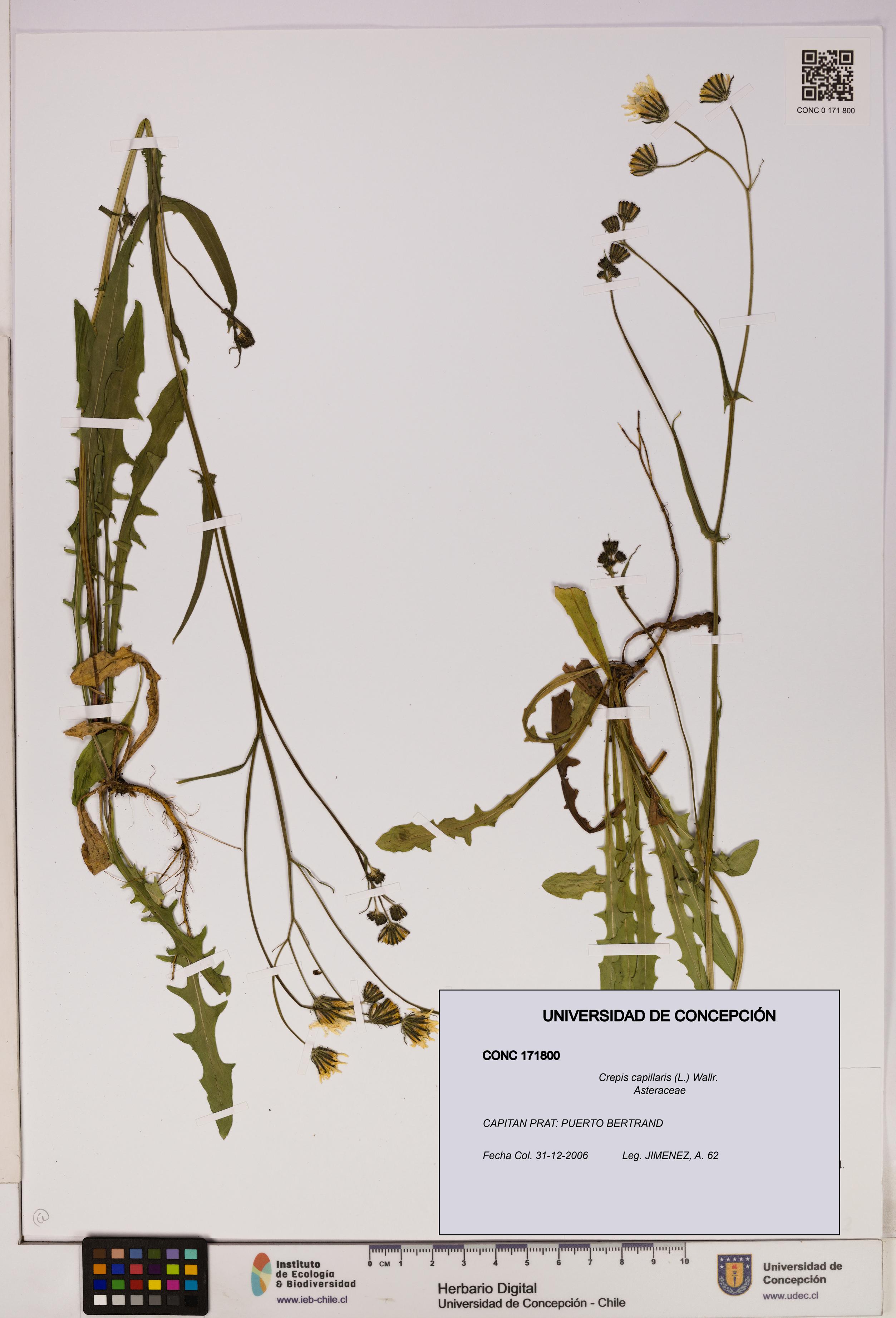 Crepis capillaris [Espécimen: UDEC:CONC:0171800]
