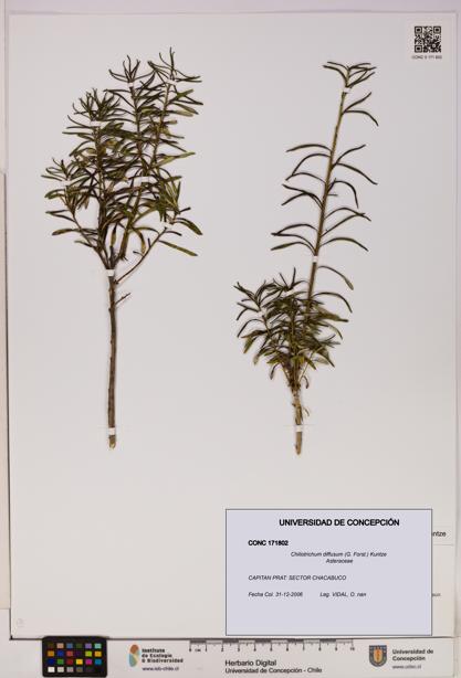 Chiliotrichum diffusum [Espécimen: UDEC:CONC:0171802]