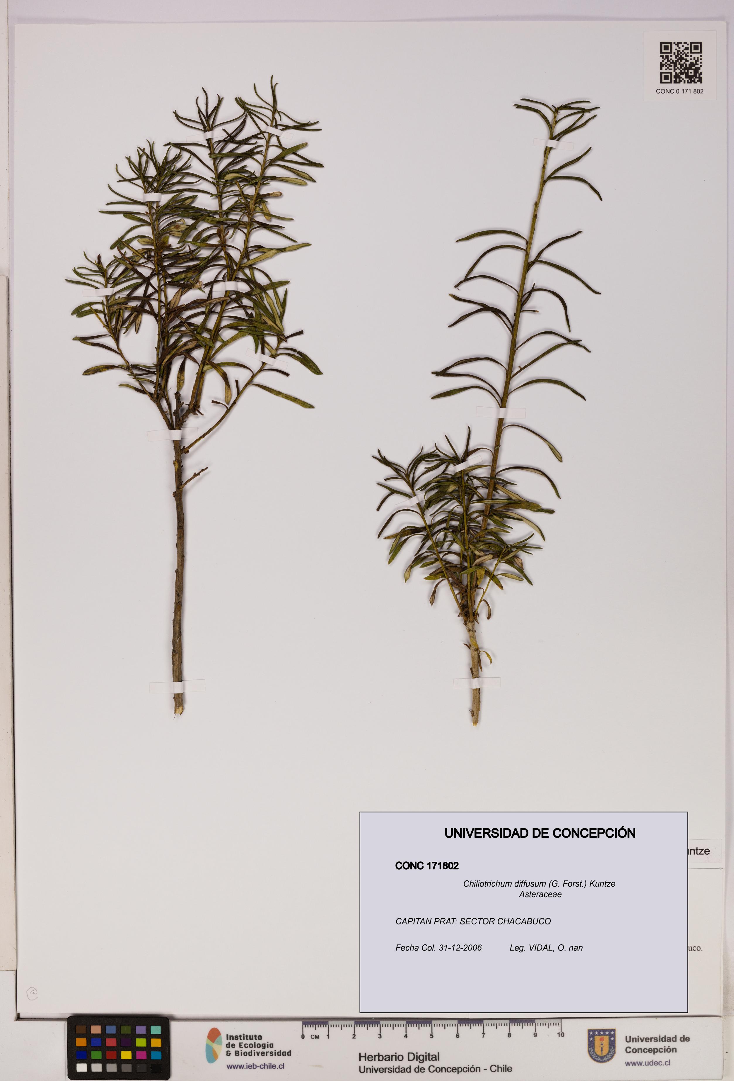 Chiliotrichum diffusum [Espécimen: UDEC:CONC:0171802]