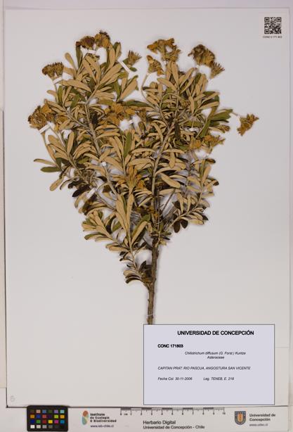Chiliotrichum diffusum [Espécimen: UDEC:CONC:0171803]