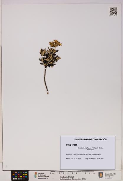 Chiliotrichum diffusum [Espécimen: UDEC:CONC:0171804]