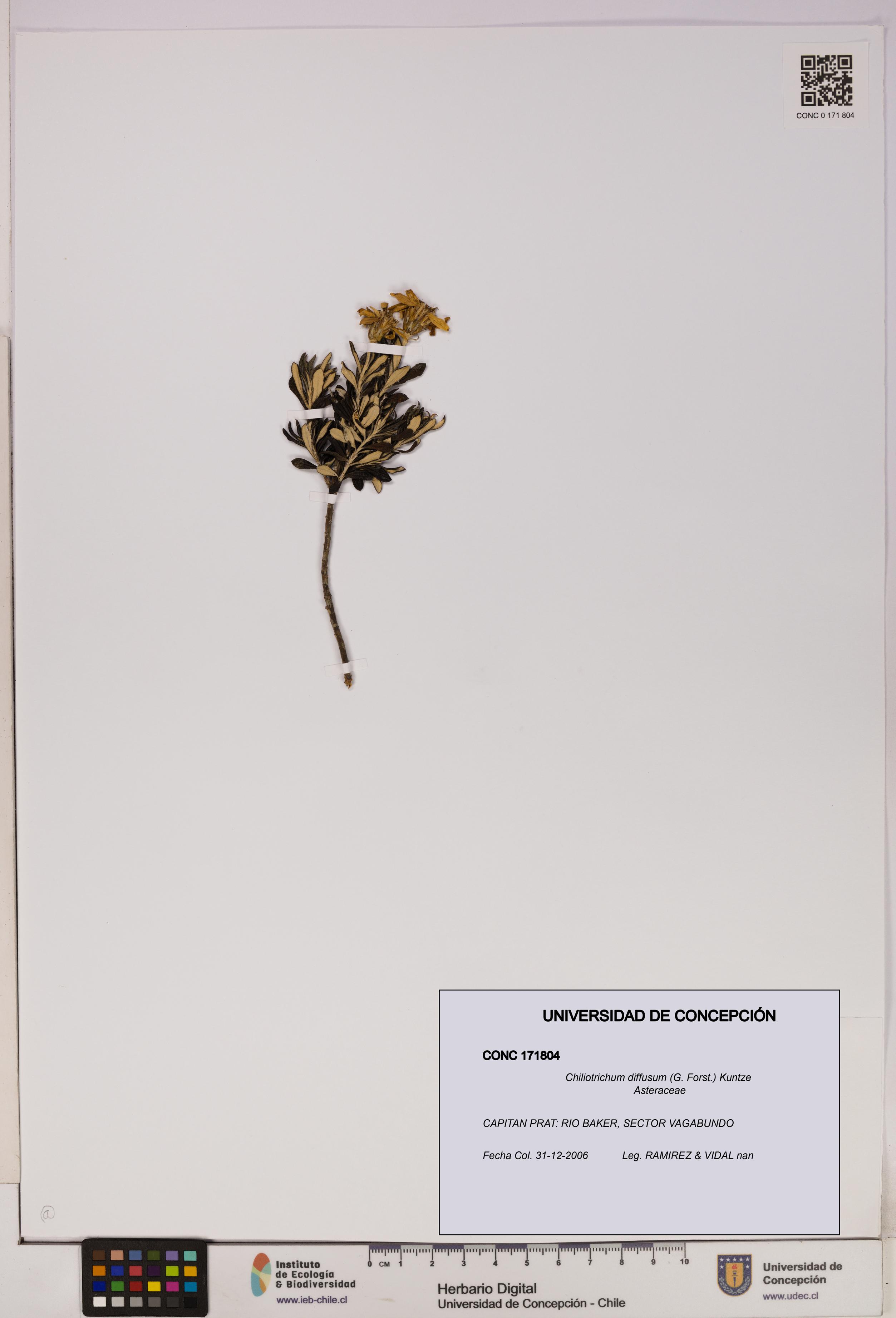 Chiliotrichum diffusum [Espécimen: UDEC:CONC:0171804]