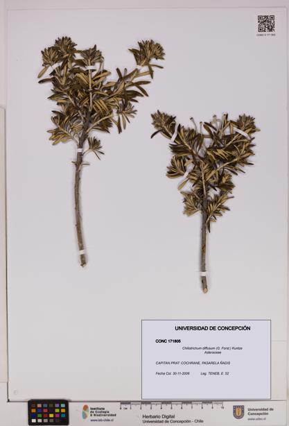 Chiliotrichum diffusum [Espécimen: UDEC:CONC:0171805]