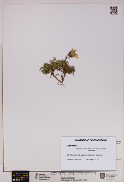 Perezia recurvata subsp. recurvata [Espécimen: UDEC:CONC:0171814]