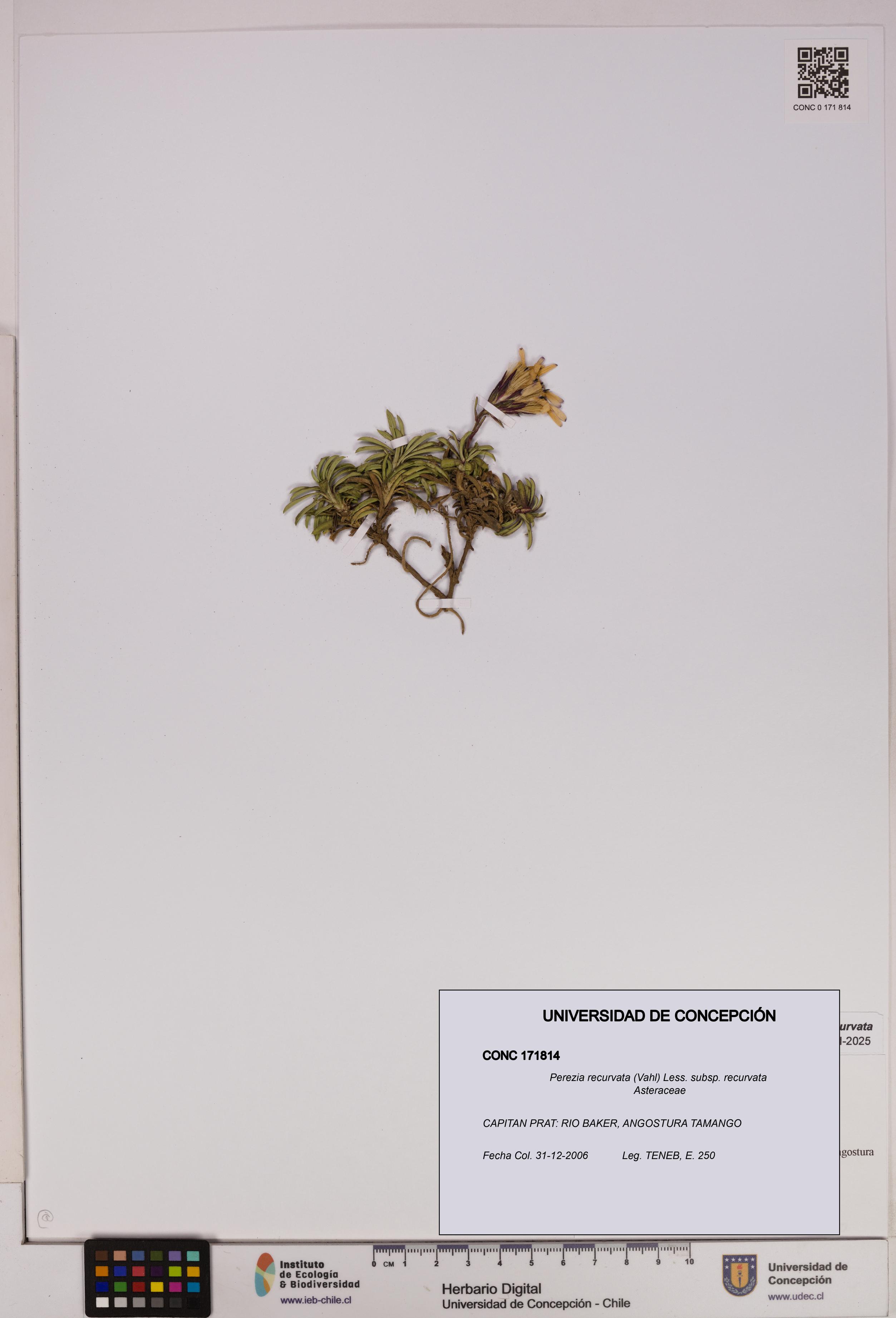 Perezia recurvata subsp. recurvata [Espécimen: UDEC:CONC:0171814]