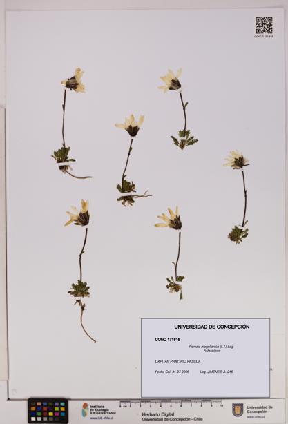 Perezia magellanica [Espécimen: UDEC:CONC:0171815]