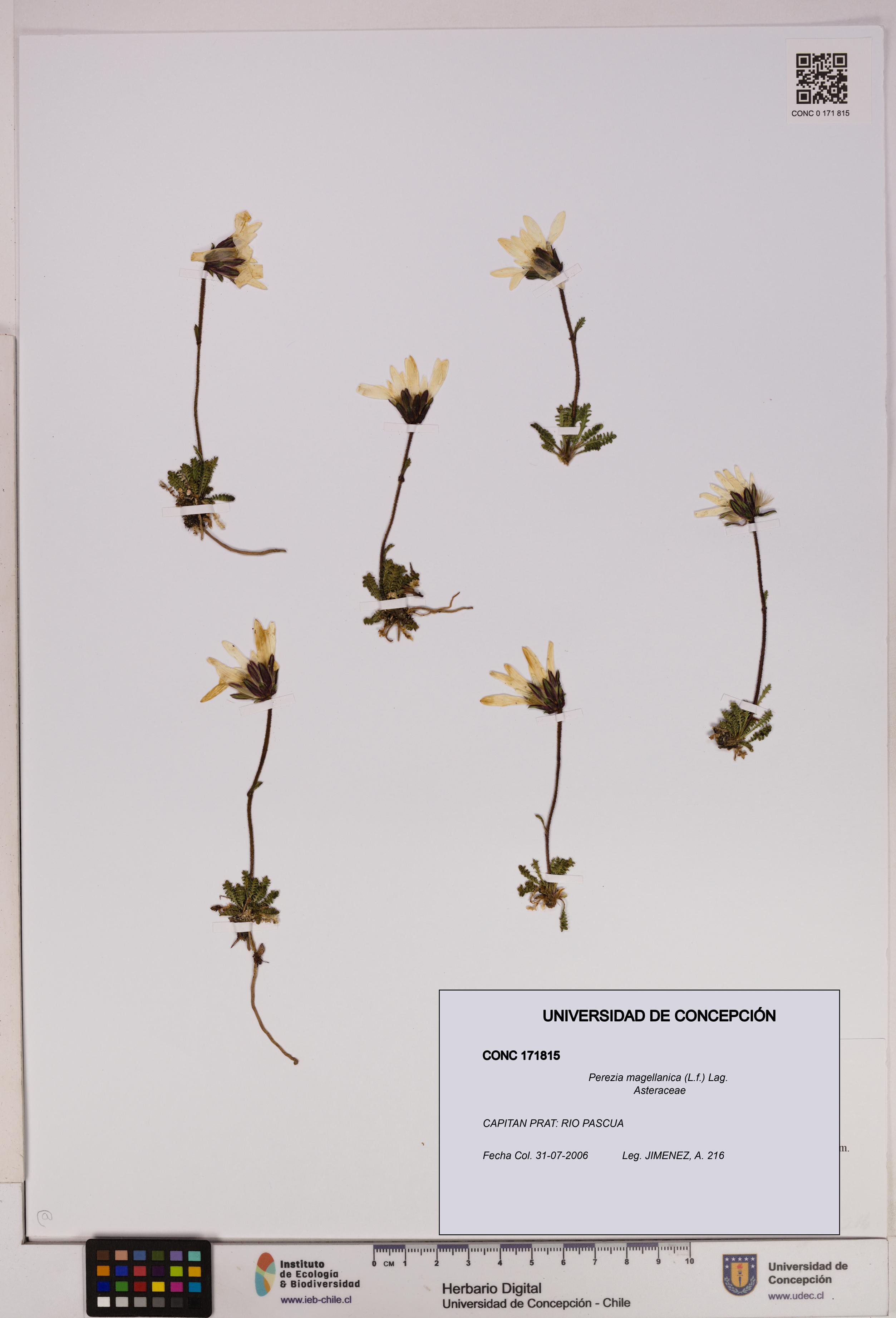 Perezia magellanica [Espécimen: UDEC:CONC:0171815]