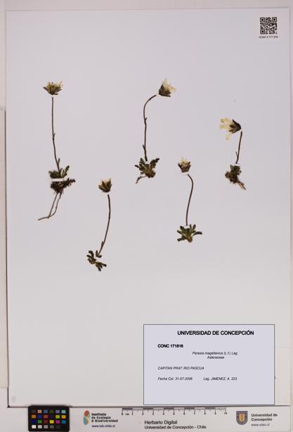 Perezia magellanica [Espécimen: UDEC:CONC:0171816]