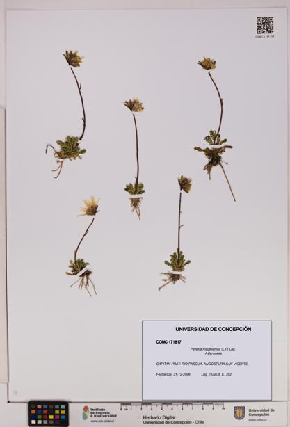 Perezia magellanica [Espécimen: UDEC:CONC:0171817]