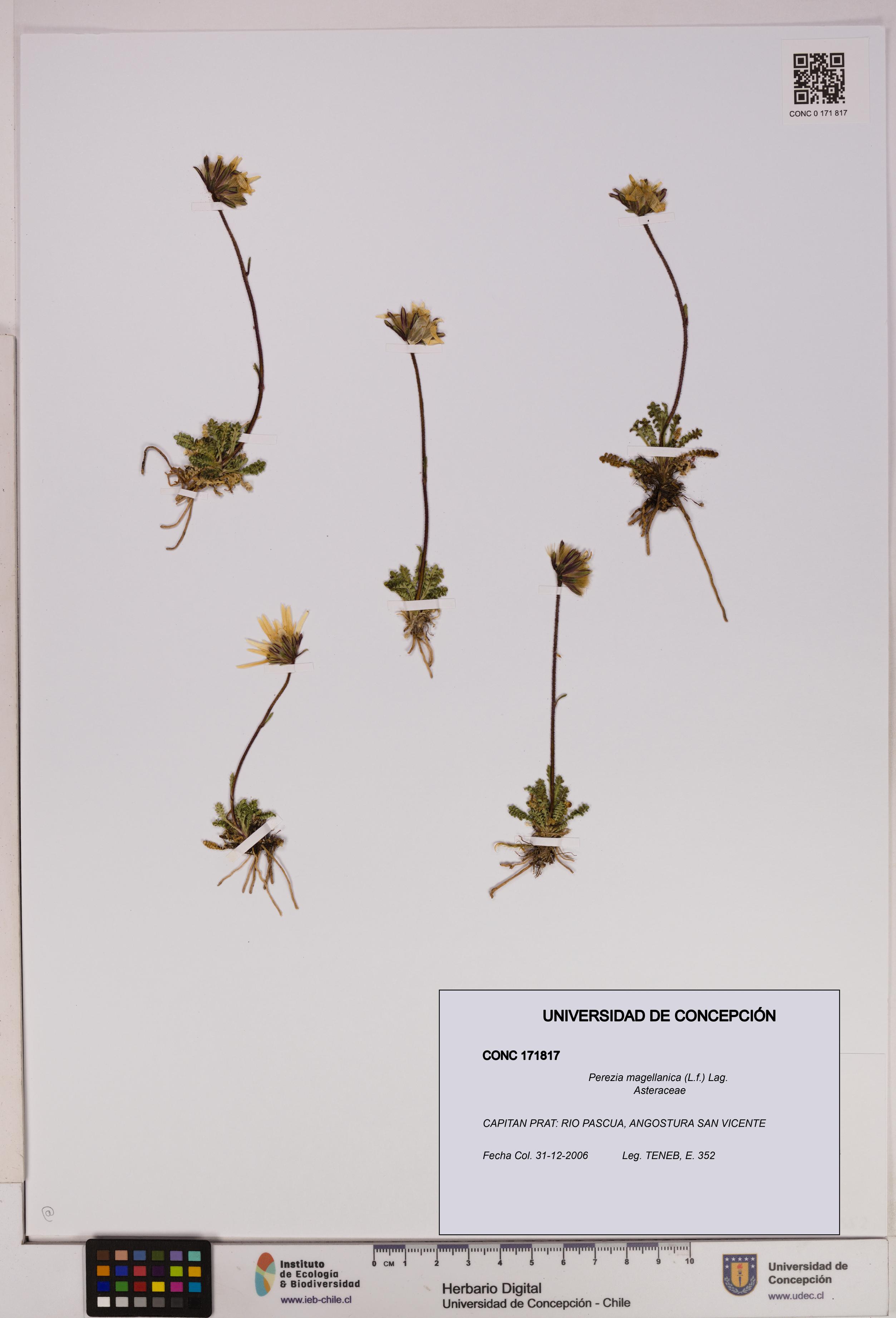 Perezia magellanica [Espécimen: UDEC:CONC:0171817]