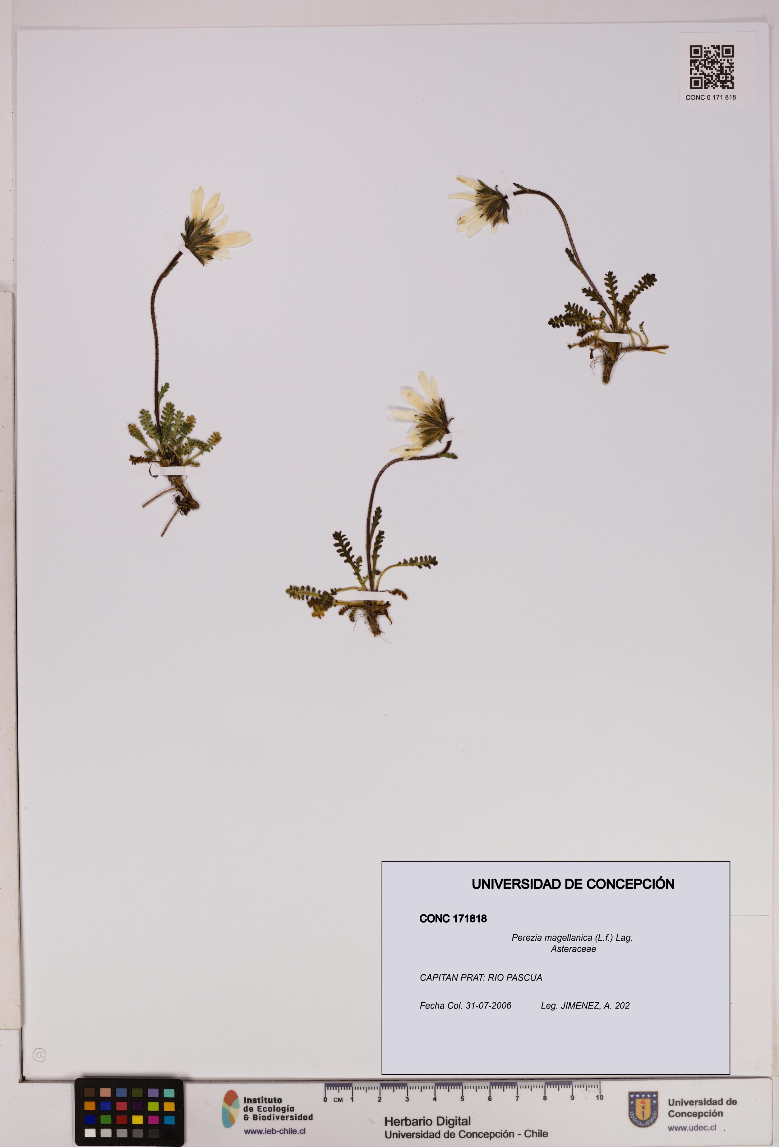 Perezia magellanica [Espécimen: UDEC:CONC:0171818]
