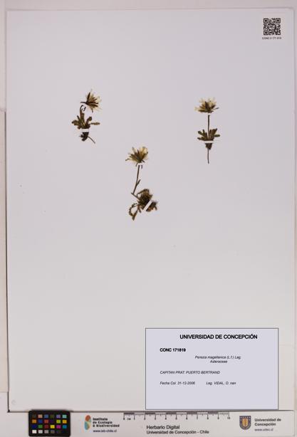 Perezia magellanica [Espécimen: UDEC:CONC:0171819]