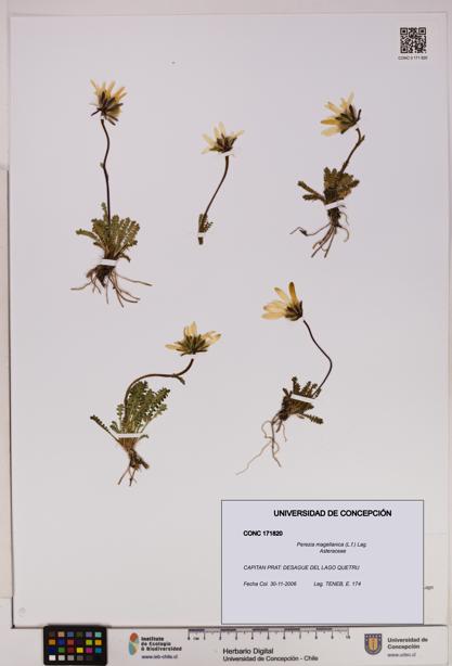 Perezia magellanica [Espécimen: UDEC:CONC:0171820]