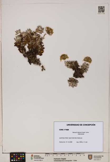 Senecio darwinii [Espécimen: UDEC:CONC:0171826]