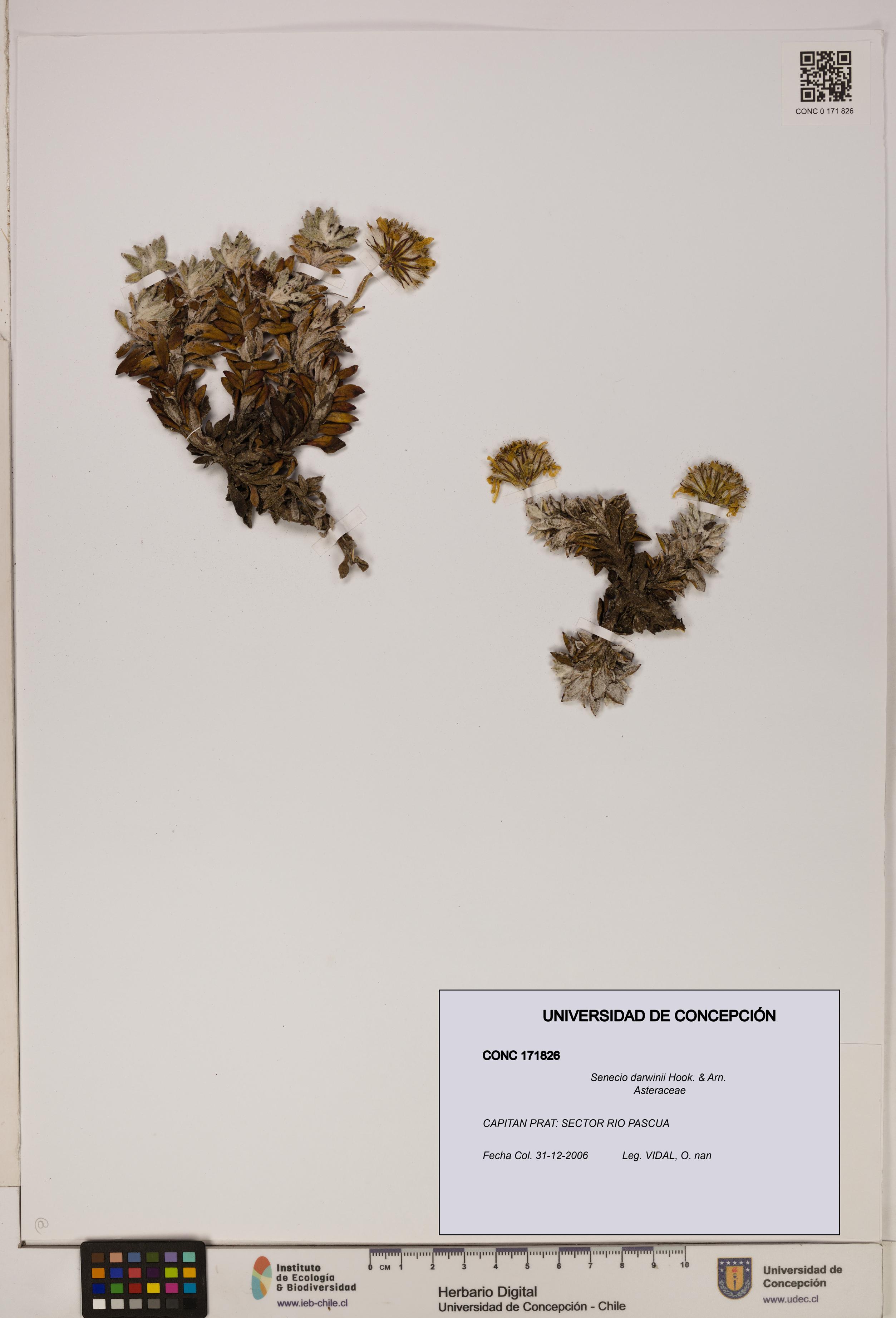 Senecio darwinii [Espécimen: UDEC:CONC:0171826]