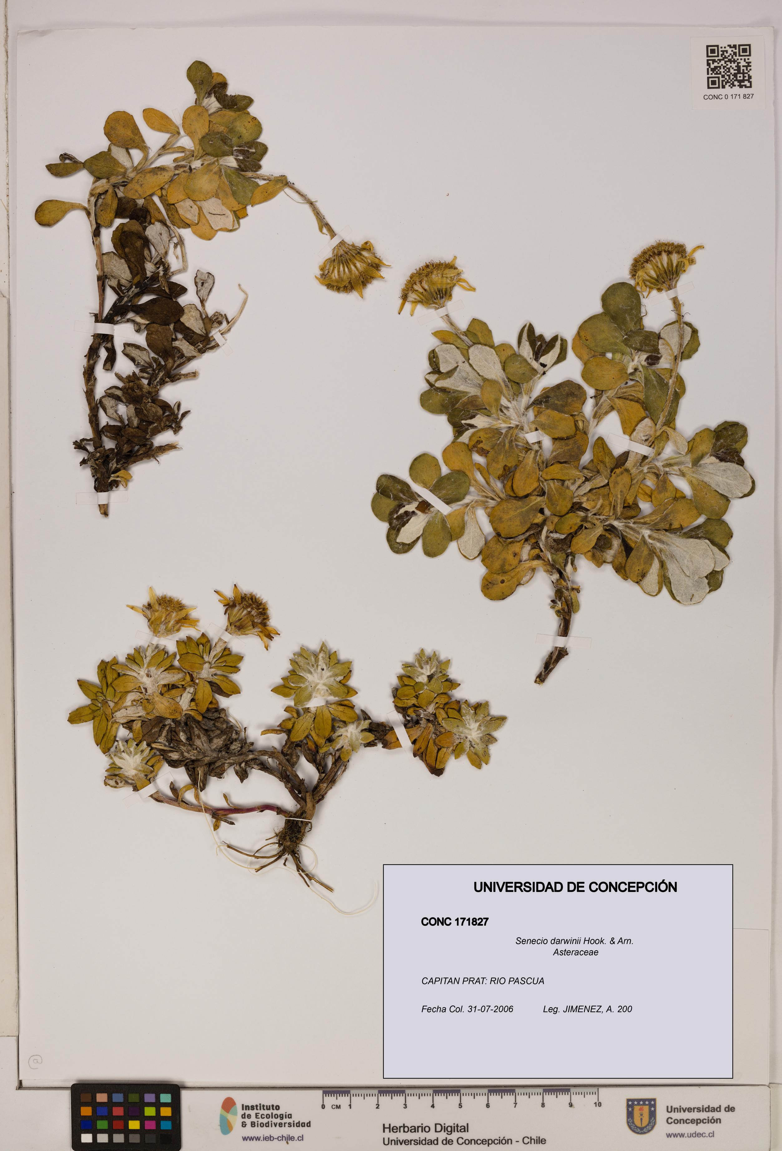 Senecio darwinii [Espécimen: UDEC:CONC:0171827]