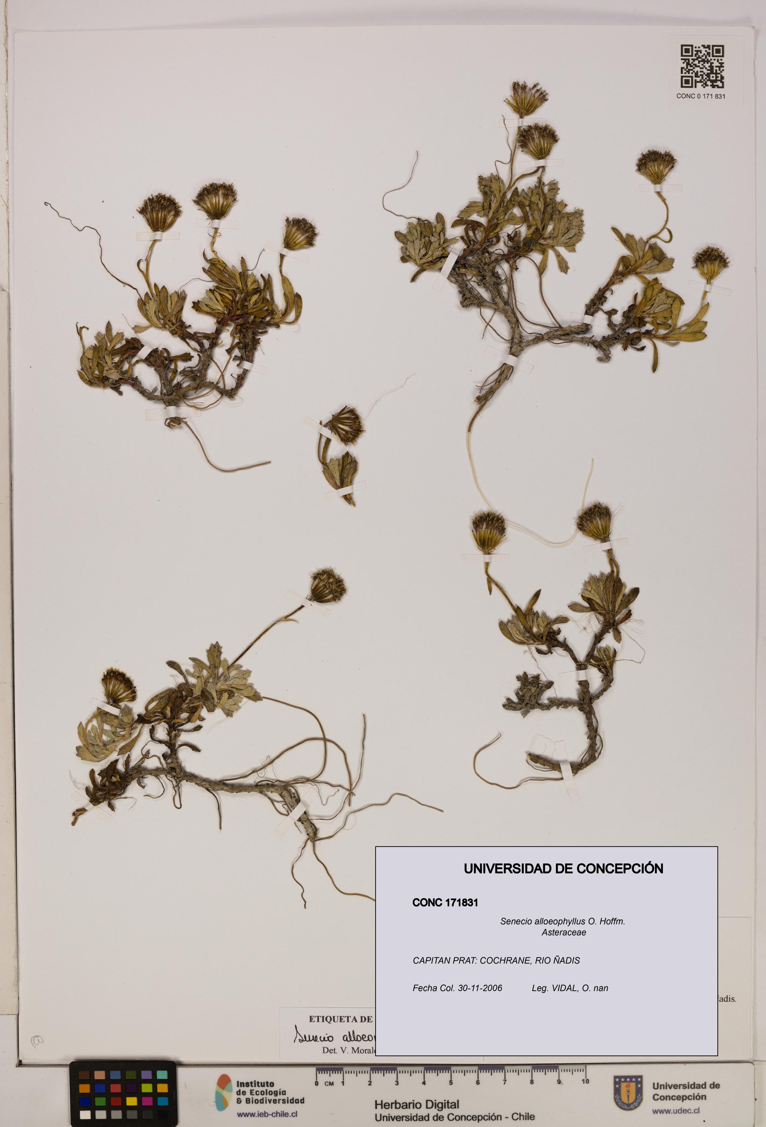 Senecio alloeophyllus [Espécimen: UDEC:CONC:0171831]