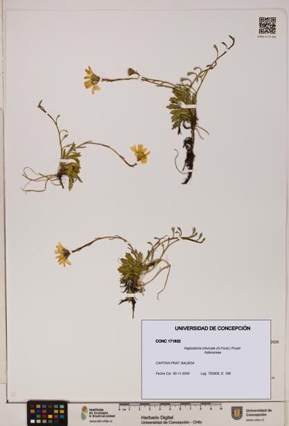 Haplosticha trifurcata [Espécimen: UDEC:CONC:0171832]