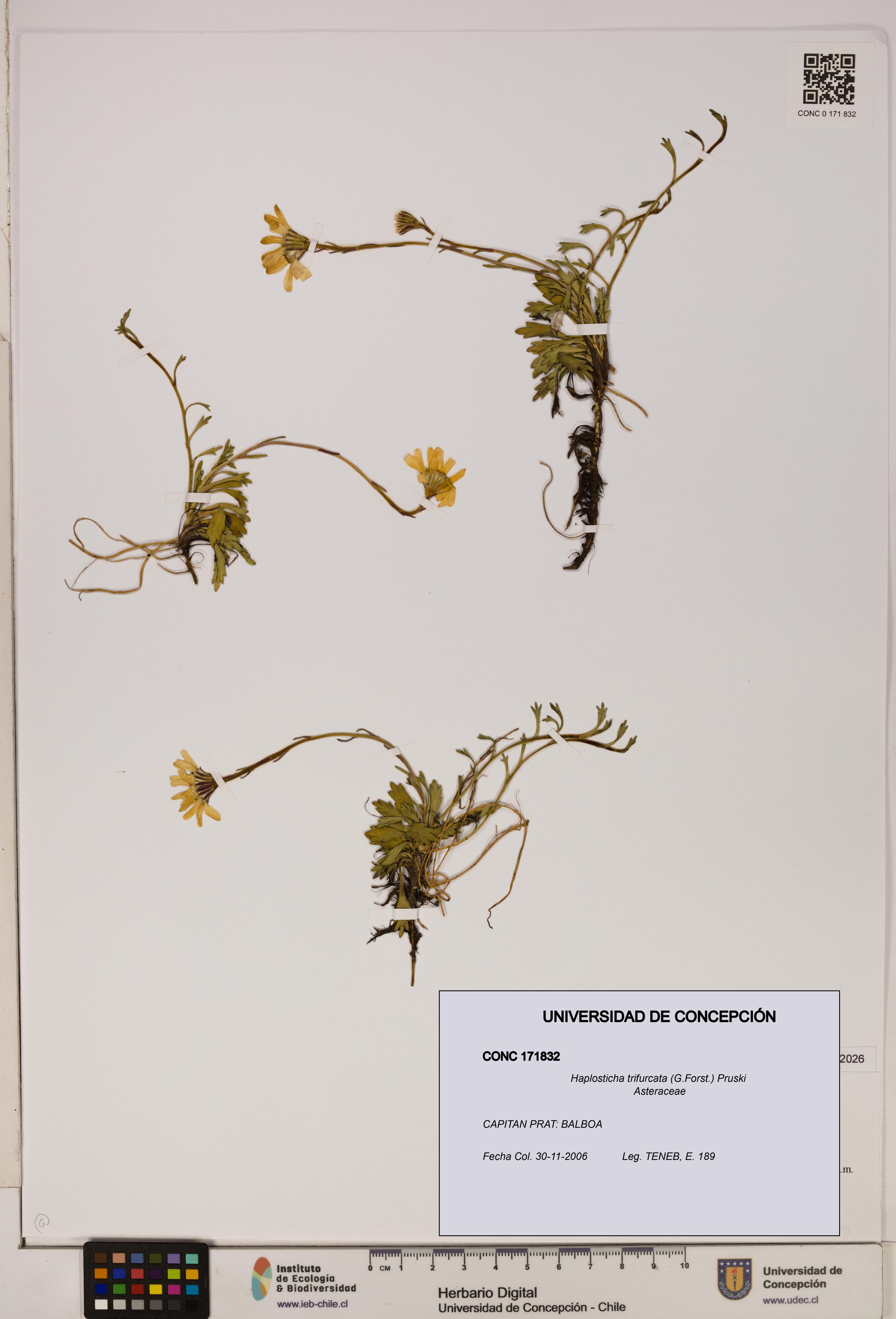 Haplosticha trifurcata [Espécimen: UDEC:CONC:0171832]