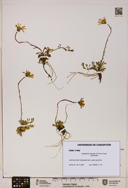 Haplosticha trifurcata [Espécimen: UDEC:CONC:0171833]