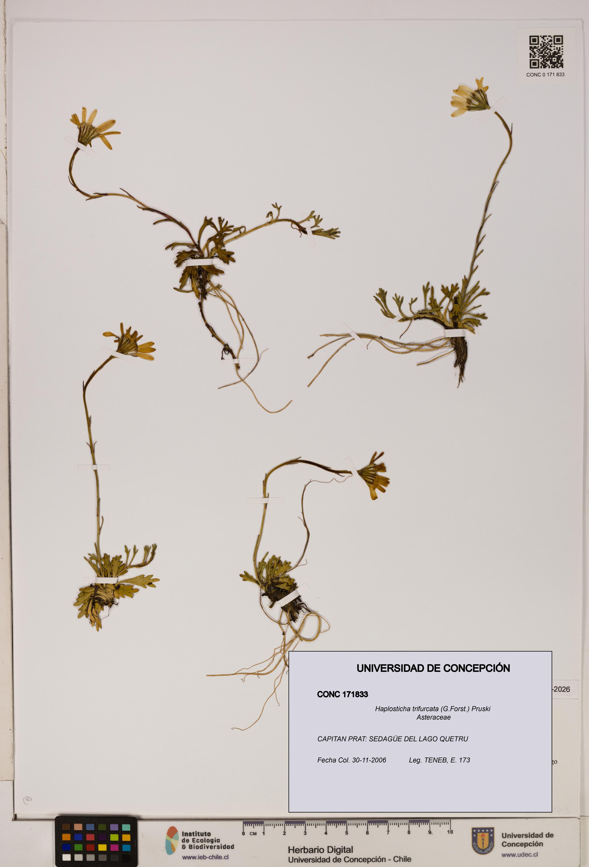 Haplosticha trifurcata [Espécimen: UDEC:CONC:0171833]