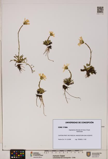 Haplosticha trifurcata [Espécimen: UDEC:CONC:0171834]