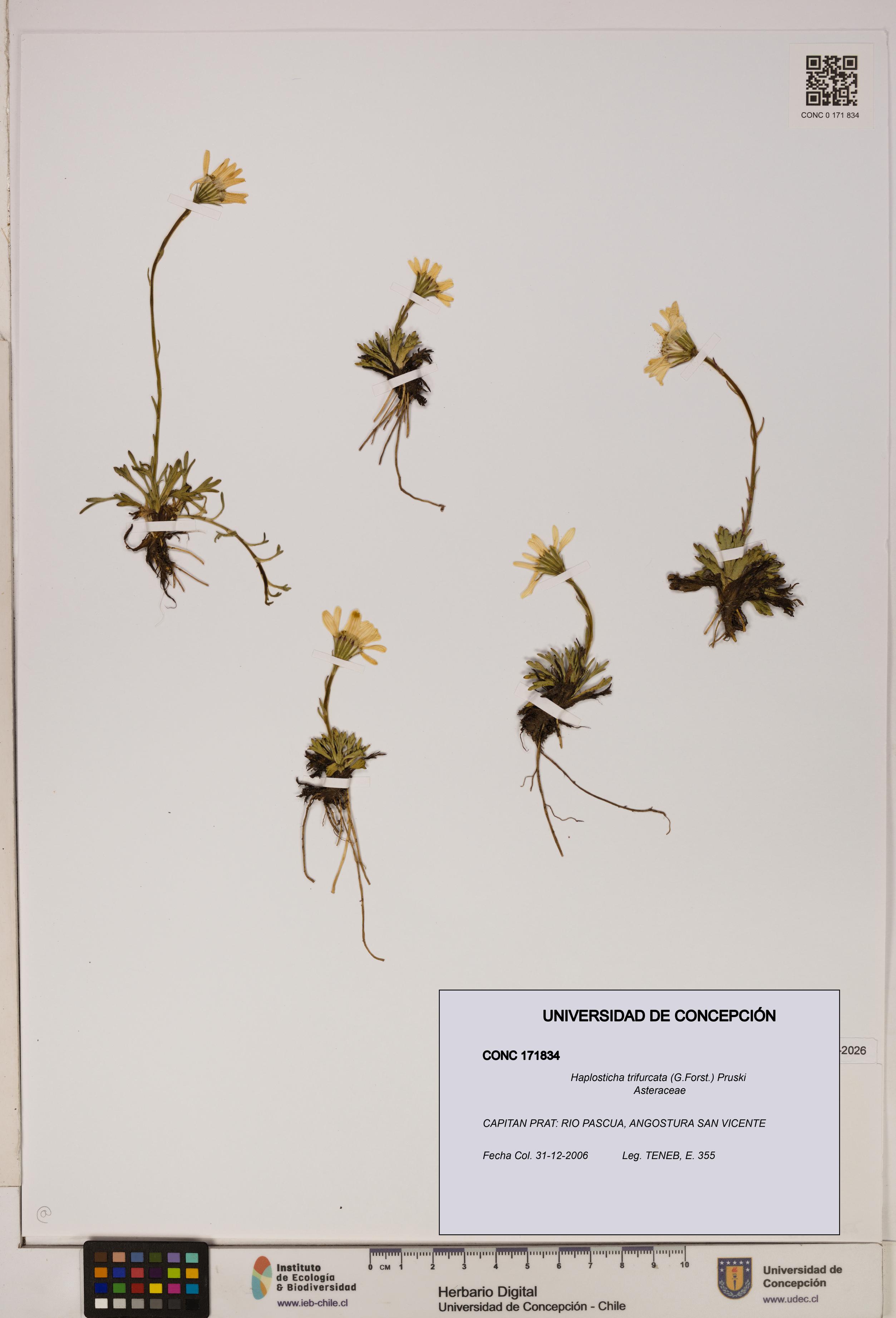 Haplosticha trifurcata [Espécimen: UDEC:CONC:0171834]