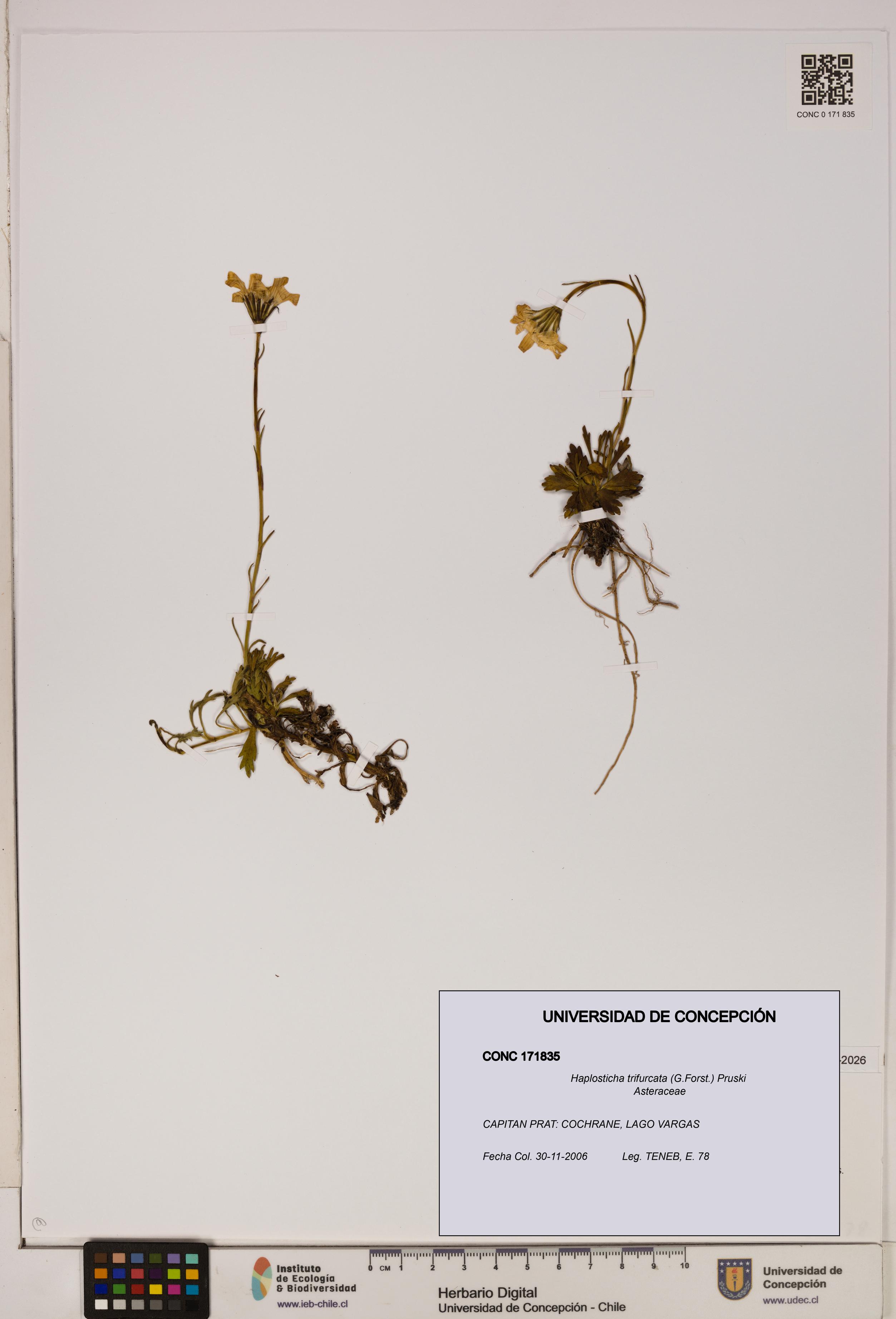 Haplosticha trifurcata [Espécimen: UDEC:CONC:0171835]