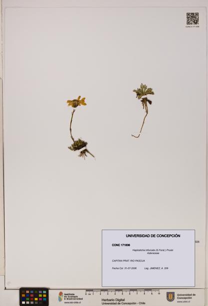 Haplosticha trifurcata [Espécimen: UDEC:CONC:0171836]