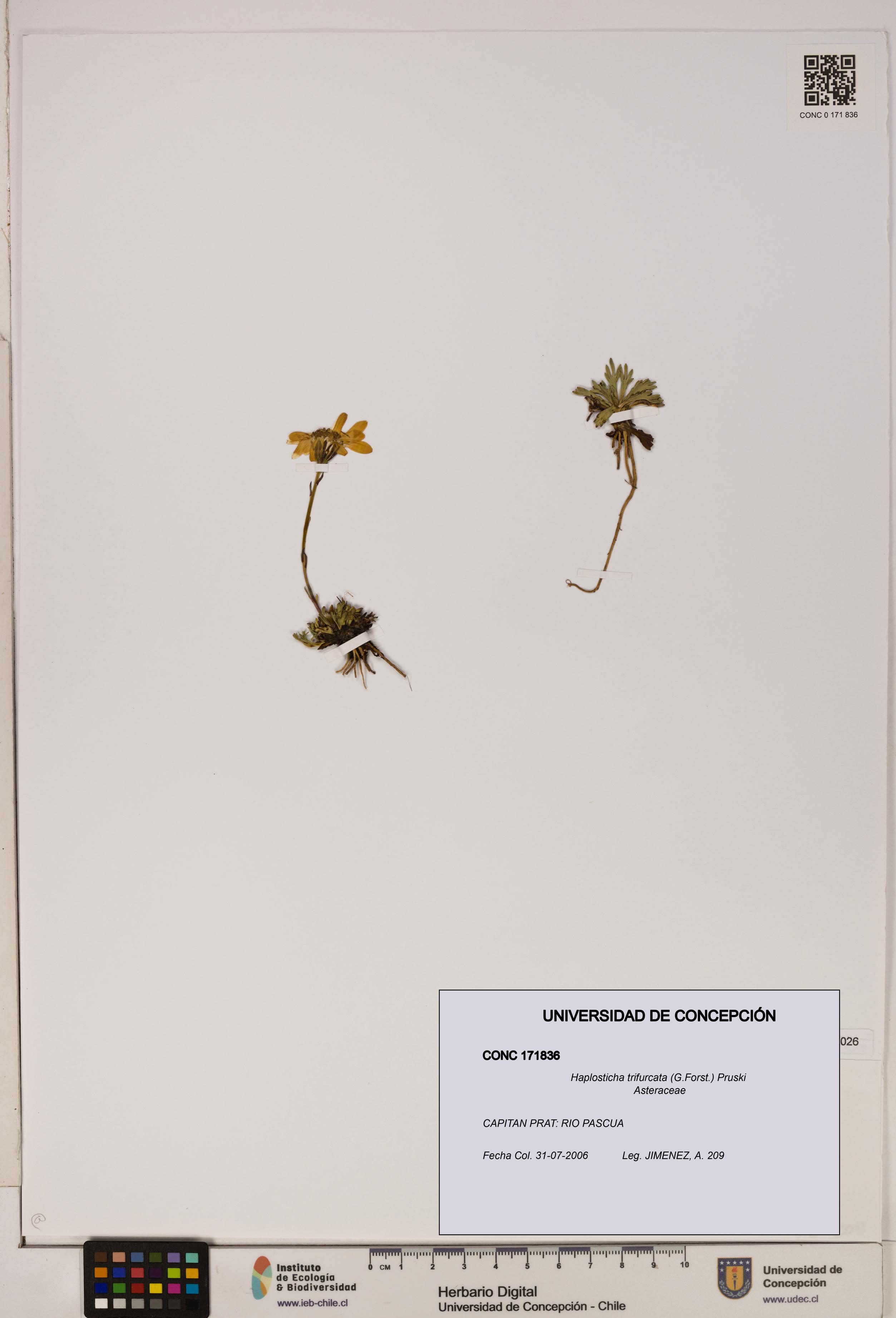 Haplosticha trifurcata [Espécimen: UDEC:CONC:0171836]