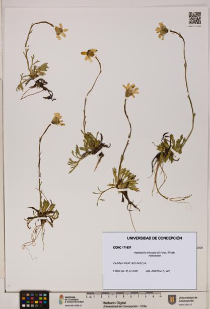 Haplosticha trifurcata [Espécimen: UDEC:CONC:0171837]