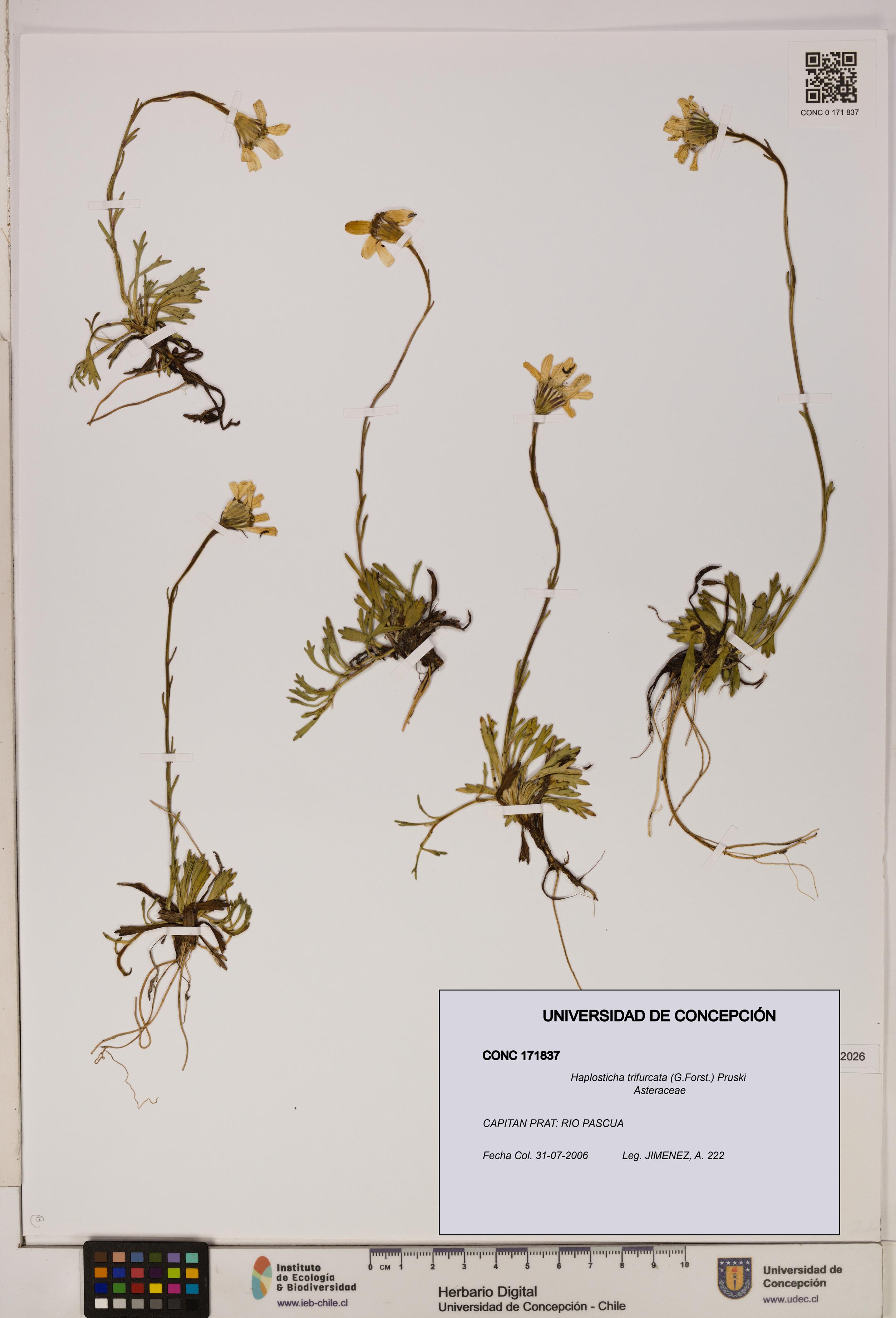 Haplosticha trifurcata [Espécimen: UDEC:CONC:0171837]