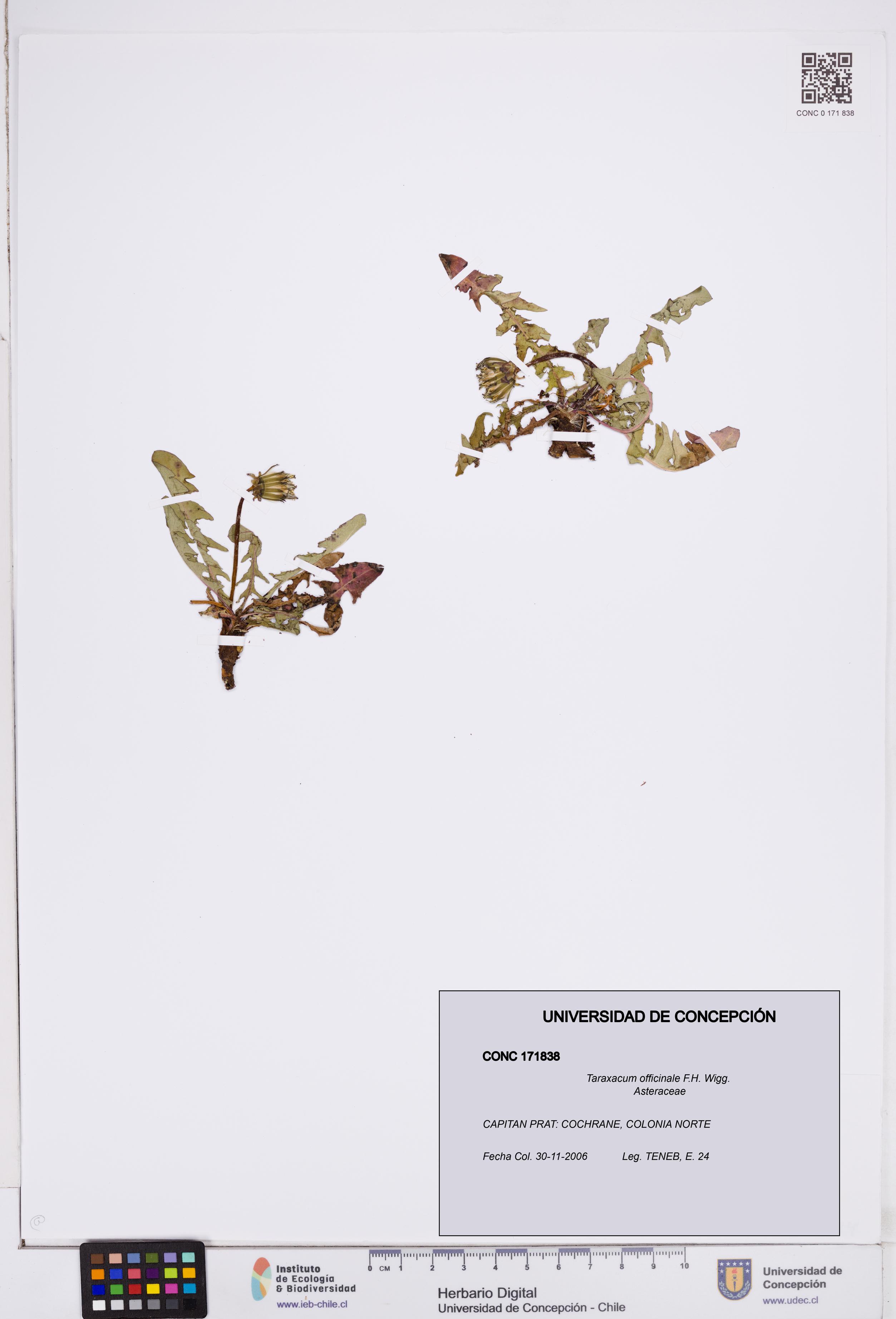 Taraxacum officinale [Espécimen: ]