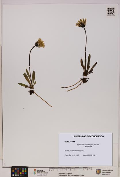 Hypochaeris palustris [Espécimen: UDEC:CONC:0171888]
