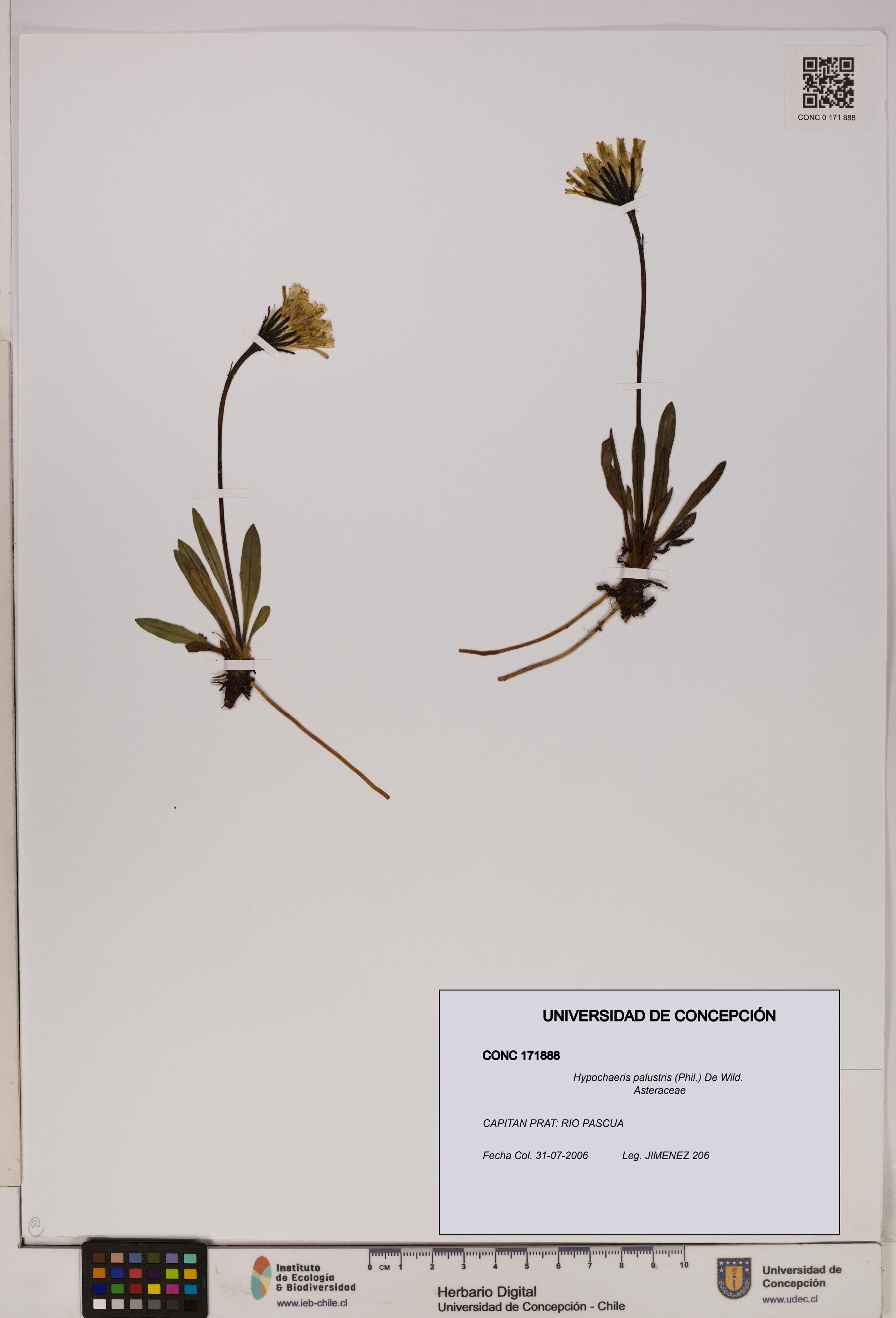 Hypochaeris palustris [Espécimen: UDEC:CONC:0171888]