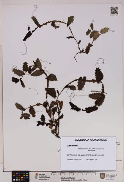 Mutisia spinosa var. spinosa [Espécimen: UDEC:CONC:0171890]