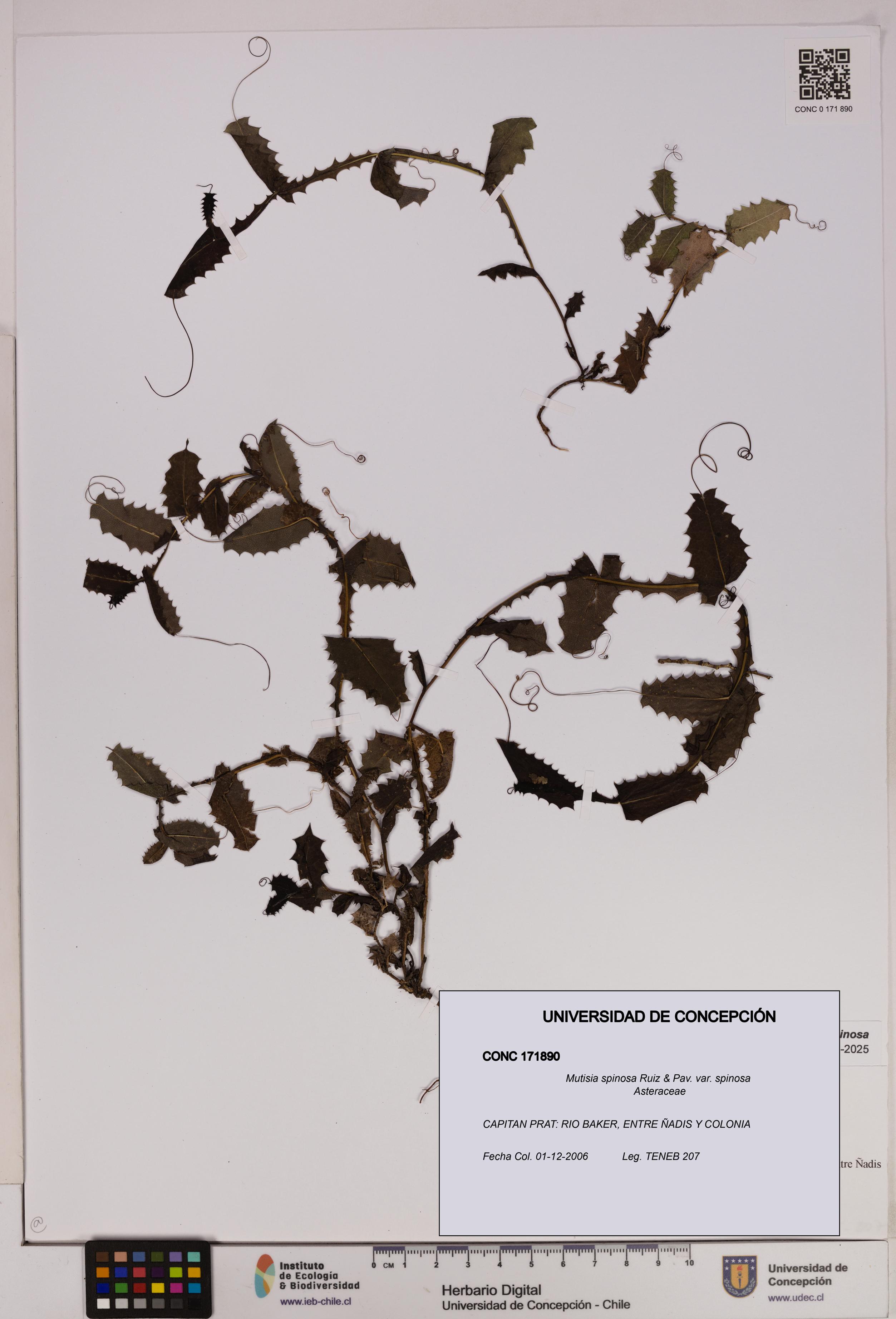Mutisia spinosa var. spinosa [Espécimen: UDEC:CONC:0171890]