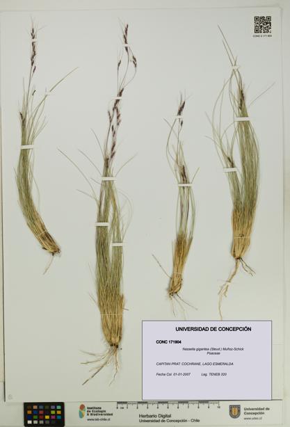 Nassella gigantea [Espécimen: UDEC:CONC:0171904]