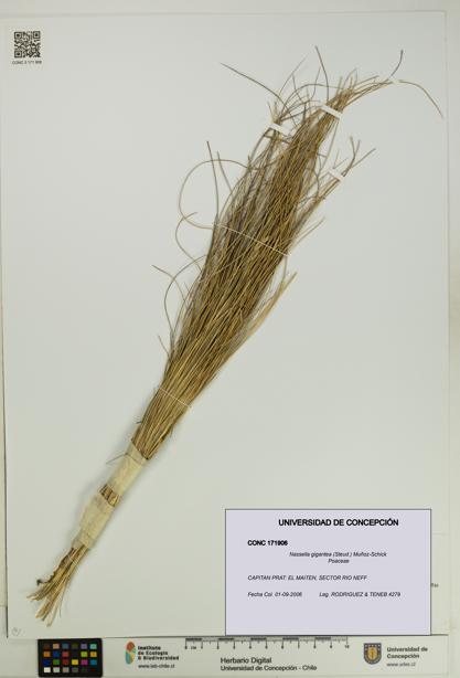 Nassella gigantea [Espécimen: UDEC:CONC:0171906]