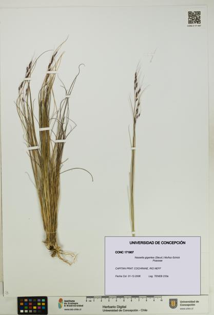 Nassella gigantea [Espécimen: UDEC:CONC:0171907]